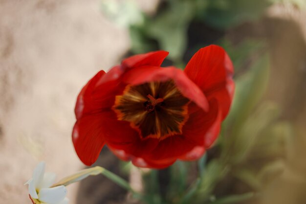 Tulipán rojo en el tiro macro del jardín