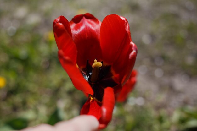 Tulipán rojo en el tiro macro del jardín