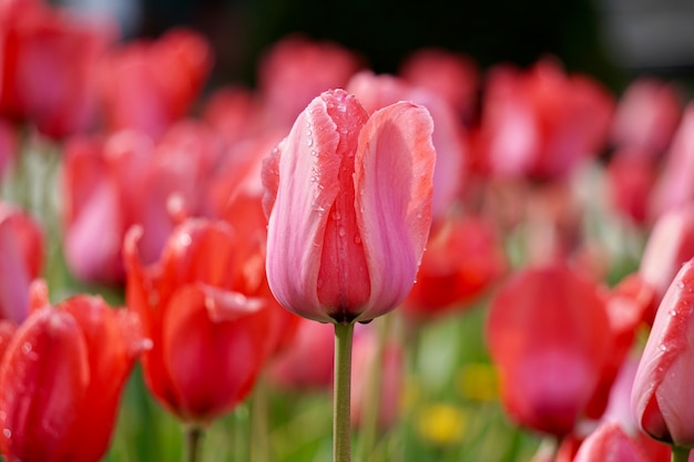 Tulipán rojo en verano en el jardín, tulipanes en la naturaleza.