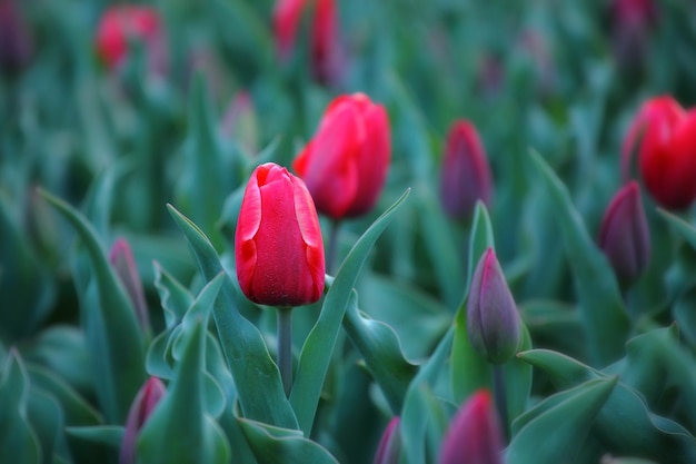 Tulipán rojo