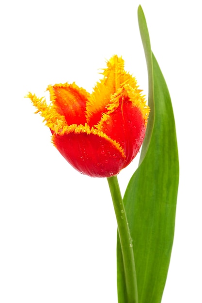 Tulipán rojo