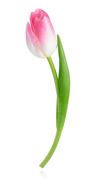 Tulipán rosa aislado sobre fondo blanco con trazado de recorte