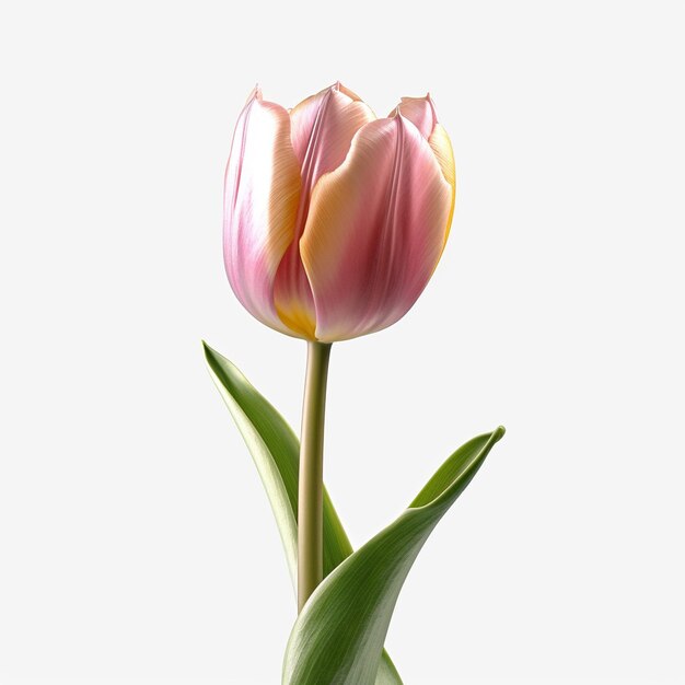 un tulipán rosa y amarillo con fondo blanco.