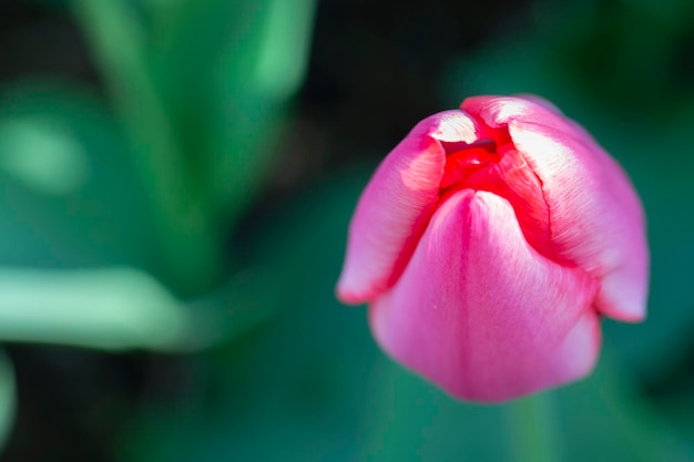 Tulipán rosa desde arriba Fondo de primavera Hermosas flores