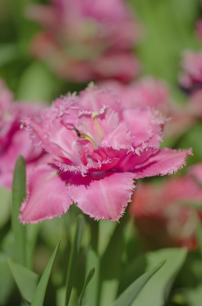 Tulipán rosa y blanco Mascotte Mascotte tulipán en el macizo de flores Tulipán con flecos Mascotte