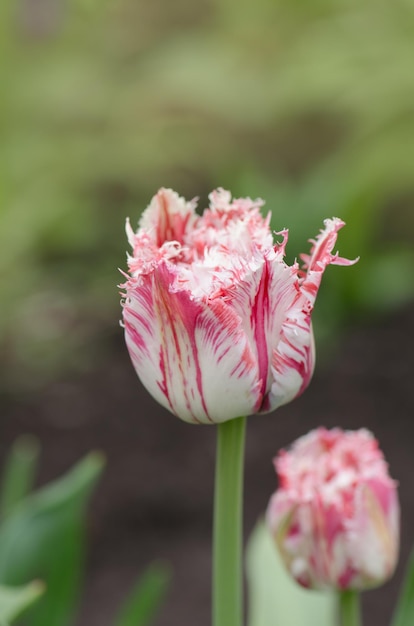 Tulipán rosa y blanco Rembrandt con pétalos de felpa Tulipán rojo y blanco con flecos Tulipán rojo blanco Rembrandt