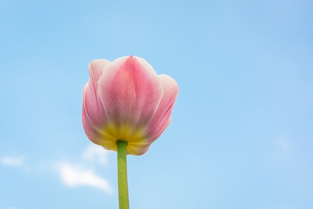 Tulipán rosa y cielo azul