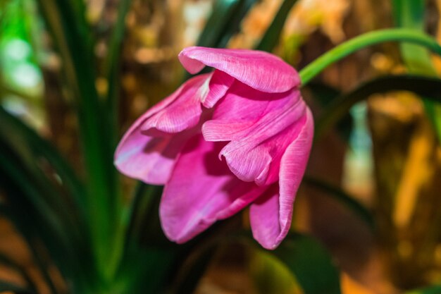 Tulipán rosa colgando