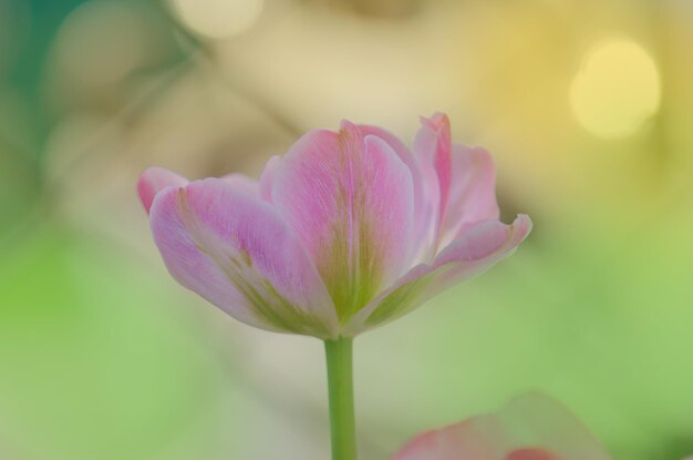 Tulipán rosa doble con una franja verde en el borde
