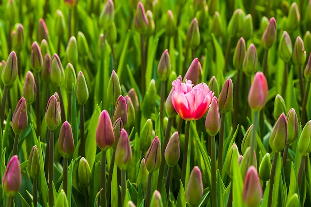 Un tulipán rosa floreciente en el campo de las yemas. Primera flor, concepto de originalidad