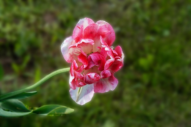 Tulipán rosa floreciente en la luz natural del jardín de verano