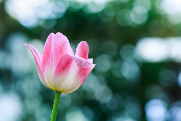 Tulipán rosa con fondo borroso