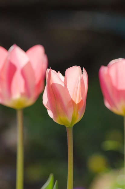 Tulipán rosa con una franja blanca en el borde