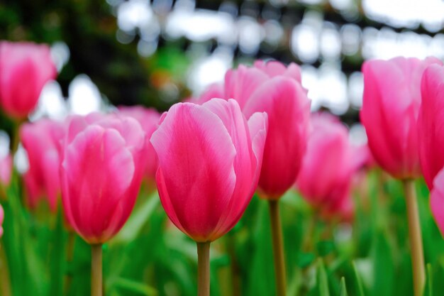 Tulipán rosa en un hermoso campo.