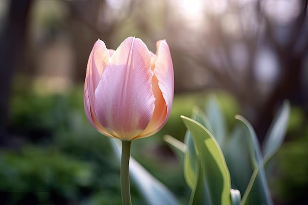 Un tulipán rosa en el jardín.