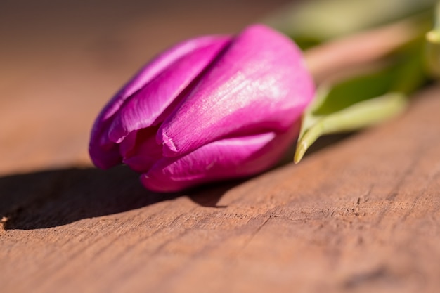 Tulipán rosa en la mesa de madera