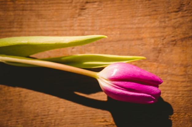 Foto tulipán rosa en la mesa de madera