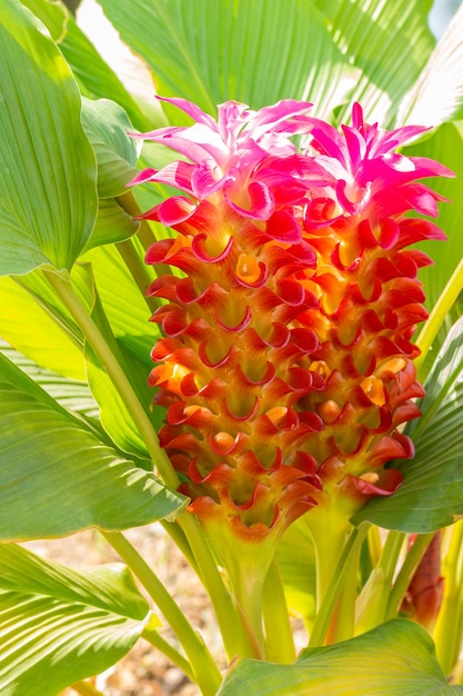 Tulipán rosa de Siam, Curcuma alismatifolia, con luz solar brillante y fondo de hojas verdes, imagen vertical.