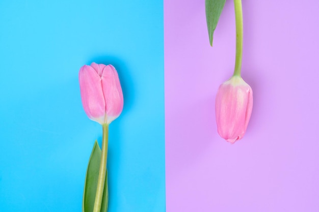 Tulipán rosa sobre un fondo azul frente a un tulipán rosa sobre un fondo rosa