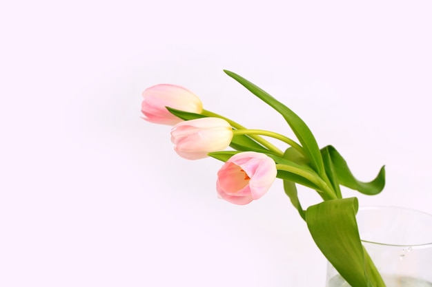 Tulipán rosa sobre un fondo claro, enfoque suave. delicada flor de primavera
