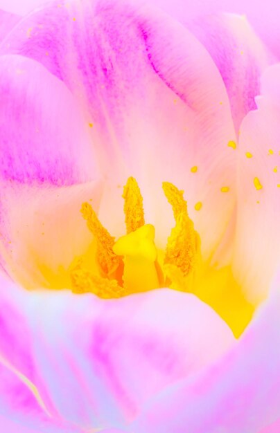 Tulipán rosa sobre fondo rosa Postal de felicitación para el día de la madre o el día internacional de la mujer Minimalismo hermoso papel tapiz natural Flores de primavera