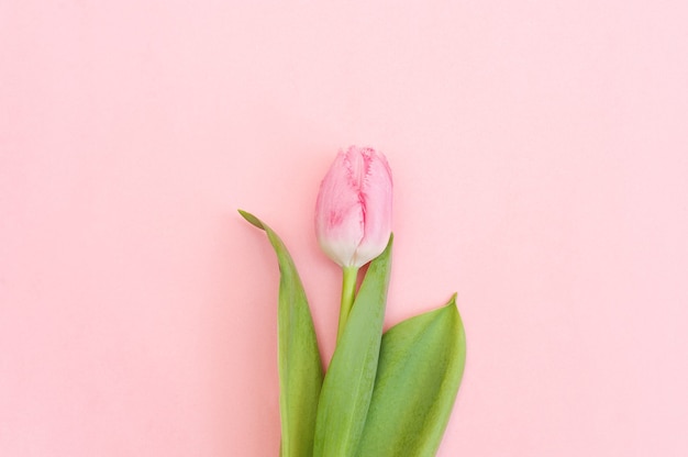 Un tulipán rosa sobre un rosa