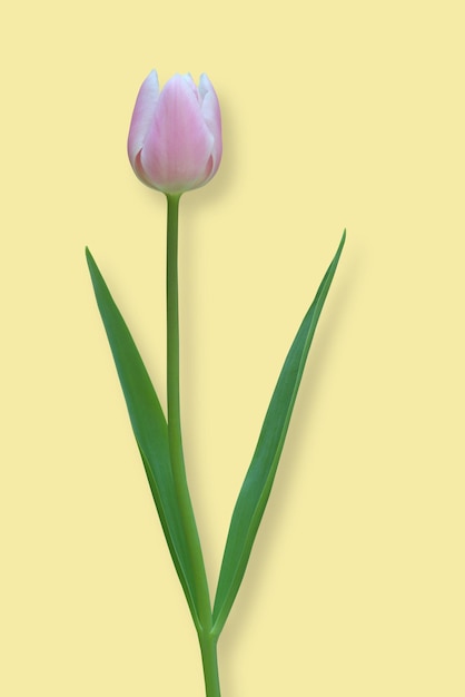 Tulipán rosa con sombra aislada sobre un fondo amarillo