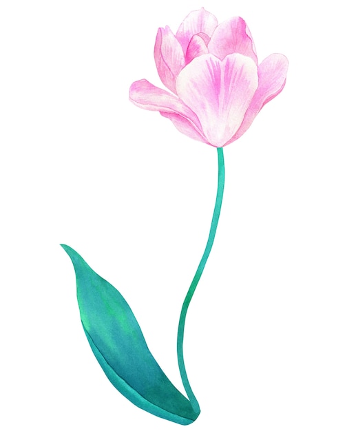 Tulipán rosa en tallo con hoja verde en colores pastel. Ilustración acuarela dibujada a mano. Aislado.