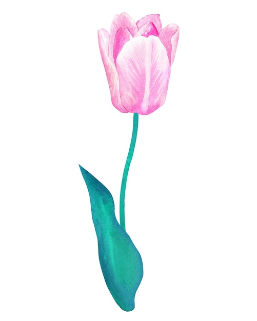 Foto tulipán rosa en tallo con hoja verde en colores pastel. ilustración acuarela dibujada a mano. aislado.