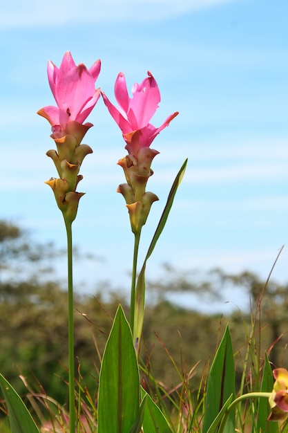 Tulipán salvaje