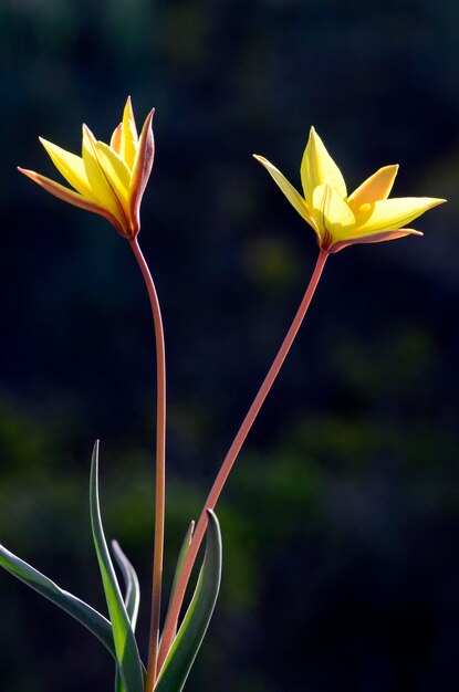 El tulipán silvestre Tulipa sylvestris subsp australis en flor contra un fondo oscuro