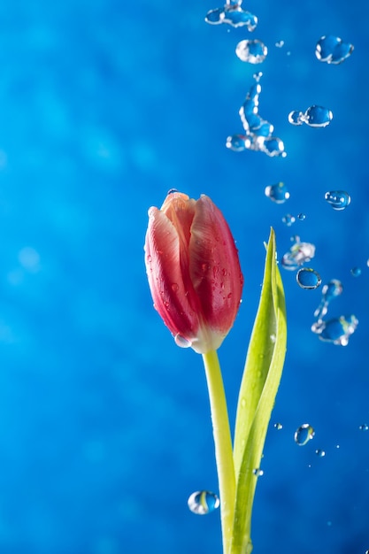 Un tulipán sobre un fondo azul con gotas de agua.