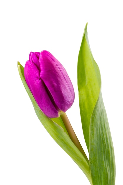 Tulipán violeta sobre un fondo blanco.