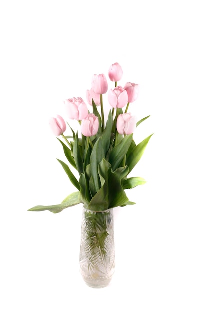 el tulipán