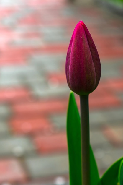 Foto un tulipán