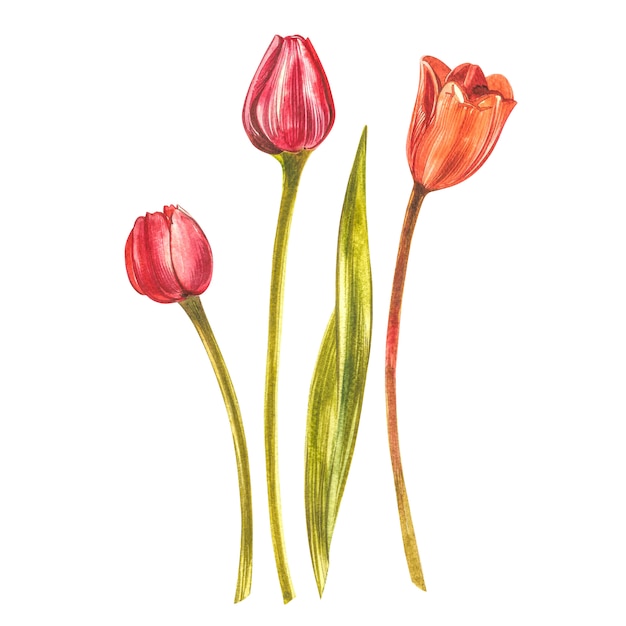 Tulipanes Acuarelas. Conjunto de flores silvestres aislado en blanco. Ilustración botánica de acuarela, ramo de tulipanes naranjas, flores rústicas.