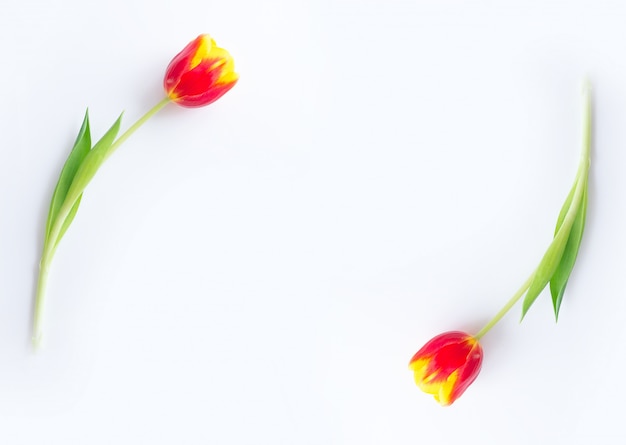 Foto tulipanes amarillo rojo sobre un fondo blanco