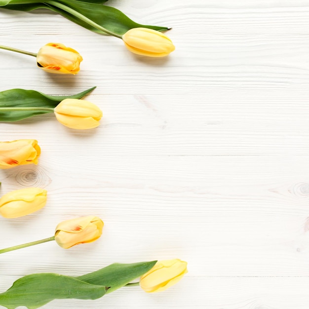 Tulipanes amarillos aislados sobre un fondo blanco de madera yacen vista superior plana