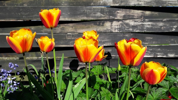Los tulipanes amarillos y anaranjados están floreciendo el día soleado