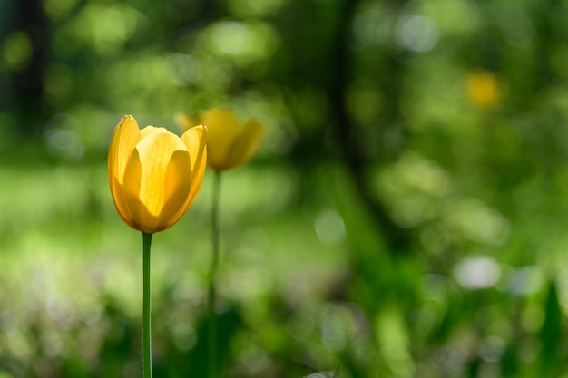 Tulipanes amarillos brillantes en el parque entre los árboles en un día de primavera