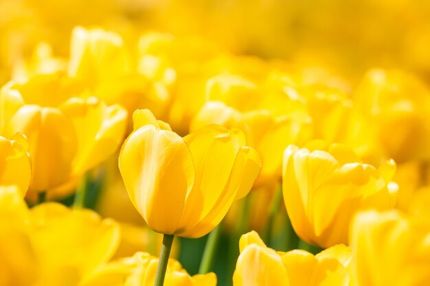 Los tulipanes amarillos se cierran encima de fondo