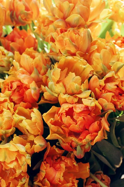 Tulipanes amarillos en flor en un día soleado en un jardín suave enfoque selectivo