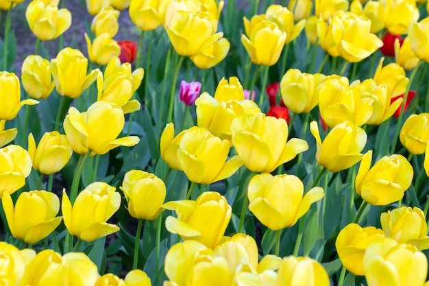 tulipanes amarillos flores frescas primavera cerrar