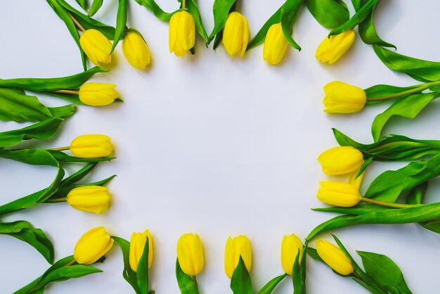 Tulipanes amarillos en forma cuadrada con fondo blanco. vista aérea.