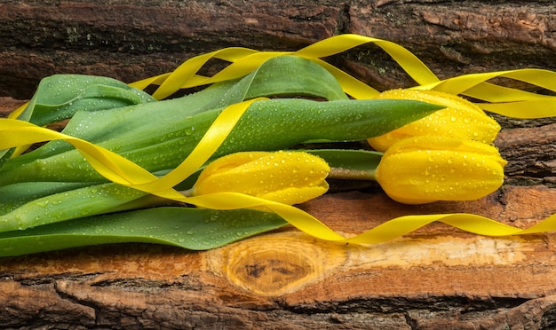 Tulipanes amarillos frescos con una cinta y gotas de agua sobre ellos una tabla de madera natural.