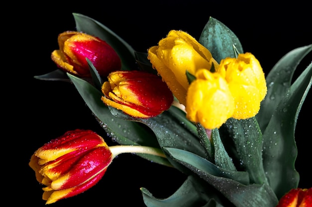 Tulipanes amarillos con gotas de agua sobre un fondo negro de estudio