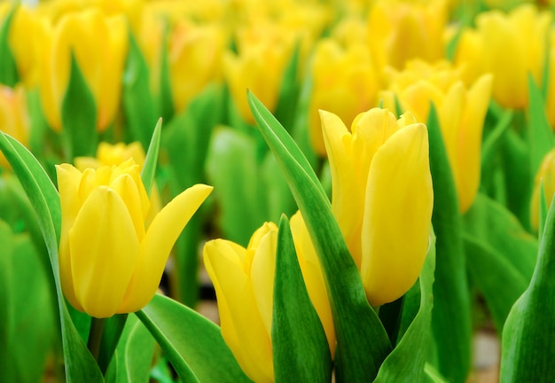 Tulipanes amarillos en el jardín