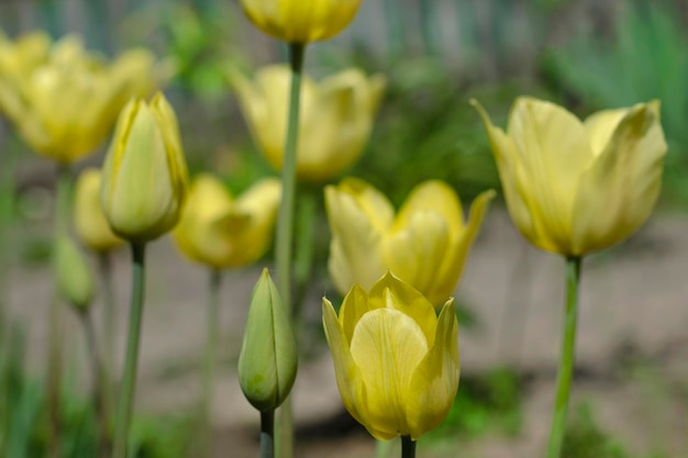 Tulipanes amarillos en el primer plano del jardín
