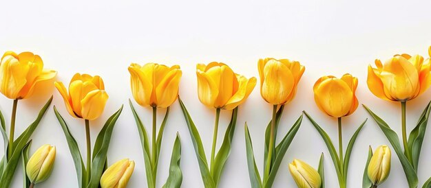 Los tulipanes amarillos que están separados sobre un fondo blanco