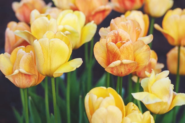 Tulipanes amarillos que florecen en el jardín